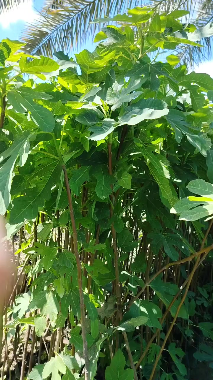 مشتل نعناعه الصوب الاول مجاور جسر المشاة بتجاه السايلو مقابل مدرسة الرقيم الاهليه يوجد توصيل ***********
