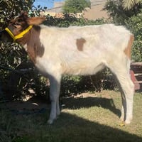 حوليه هولنديه • شرط رقم واحد • الشرقاط الخضرانيه