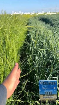 سلفر قبل الانبات • آمن ١٠٠٪ على الحنطة • ساحق بذور الادغال