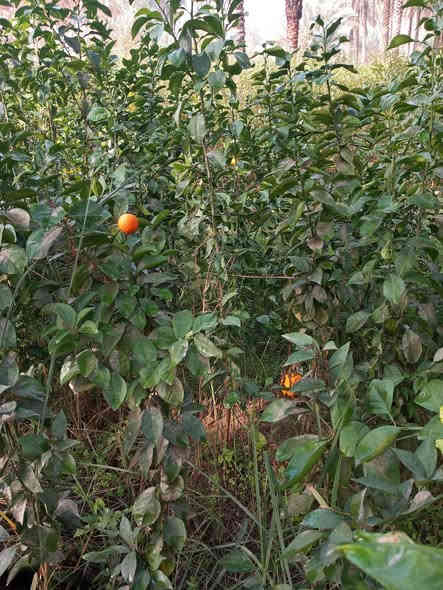 يوجد لدينا أشجار الحمضيات كافه الأنواع في محافظة كربلاء في جميع الأحجام للاستفسار والاتصال ***********
