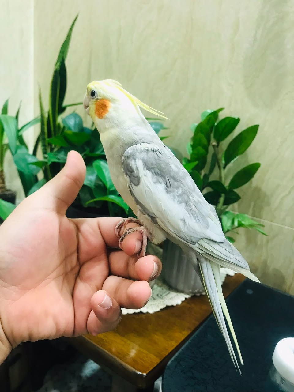 للبيع فحل كوكتيل اليف شرط ويطلع بره ونثيه مالته موجوده هم اليفه مزاوجات شراي راسلني خاص


**إذا كنت صاحب هذا الإعلان وتريد حذفه لأي سبب، رجاءا أرسل رسالة إلى الدعم الفني**