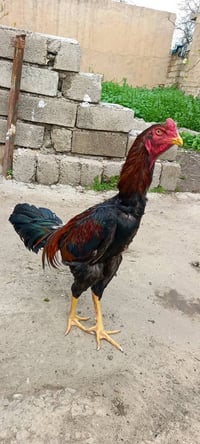 ديج هندي • ١١ شهر • جنوب الموصل