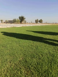 ثيل هندي مغطة درجة اولى سعر المتر ٢٥٠٠ الكميات بي مجال للستفسار واتساب...