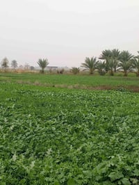 الشيخ عامر • ٥دونم • مزارع وشاليهات