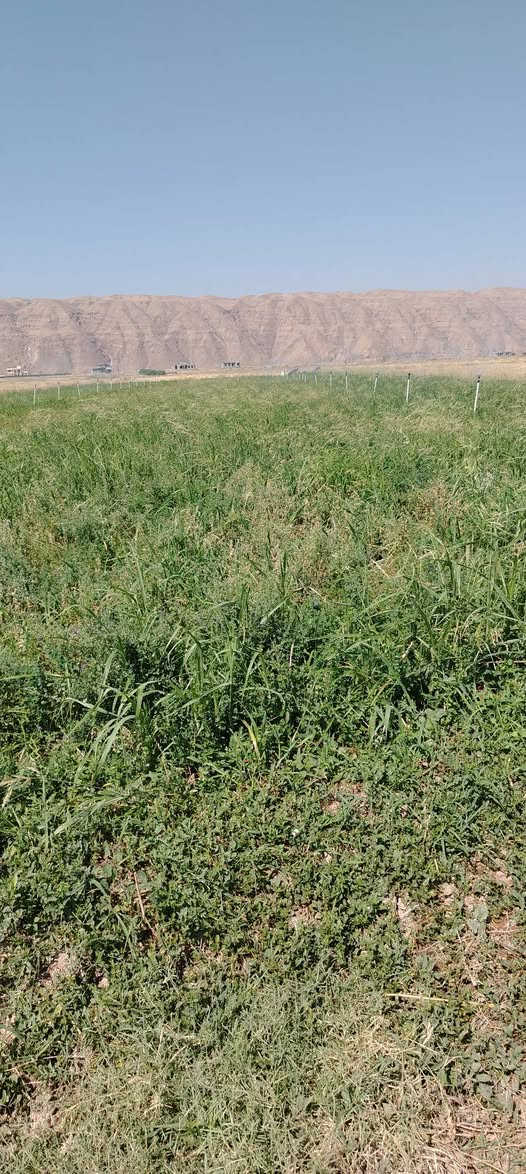 السلام عليكم يوجد جت حشيش للبيع المكان الحكنه ***********

