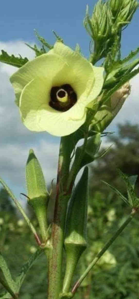 يتوفر لدينا بذور باميا بترا السريعة
🔹 إنتاجية عالية
🔹 لون مرغوب وجودة ممتازة
🔹 سعر مناسب جدًا

📦 الوزن: 100 غم

للاستفسار والحجز:
📱 واتساب: ***********
☎️ هاتف: ***********

📍 كركوك – الحويجة
🚚 تتوفر خدمة التوصيل إلى جميع أنحاء العراق

بالتوفيق والرزق الوفير إن شاء الله 🌾
