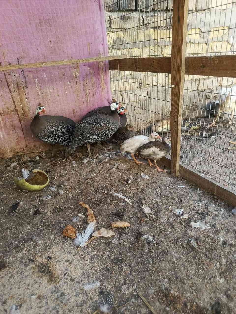 قبج فحل ونثايه ثنين وبناتهن ثلاثه وياهن بيهن واحد ابيض واحد مطرز مكان المحاويل حي أبو زديره الشراي يرسلني او يتصل ***********
