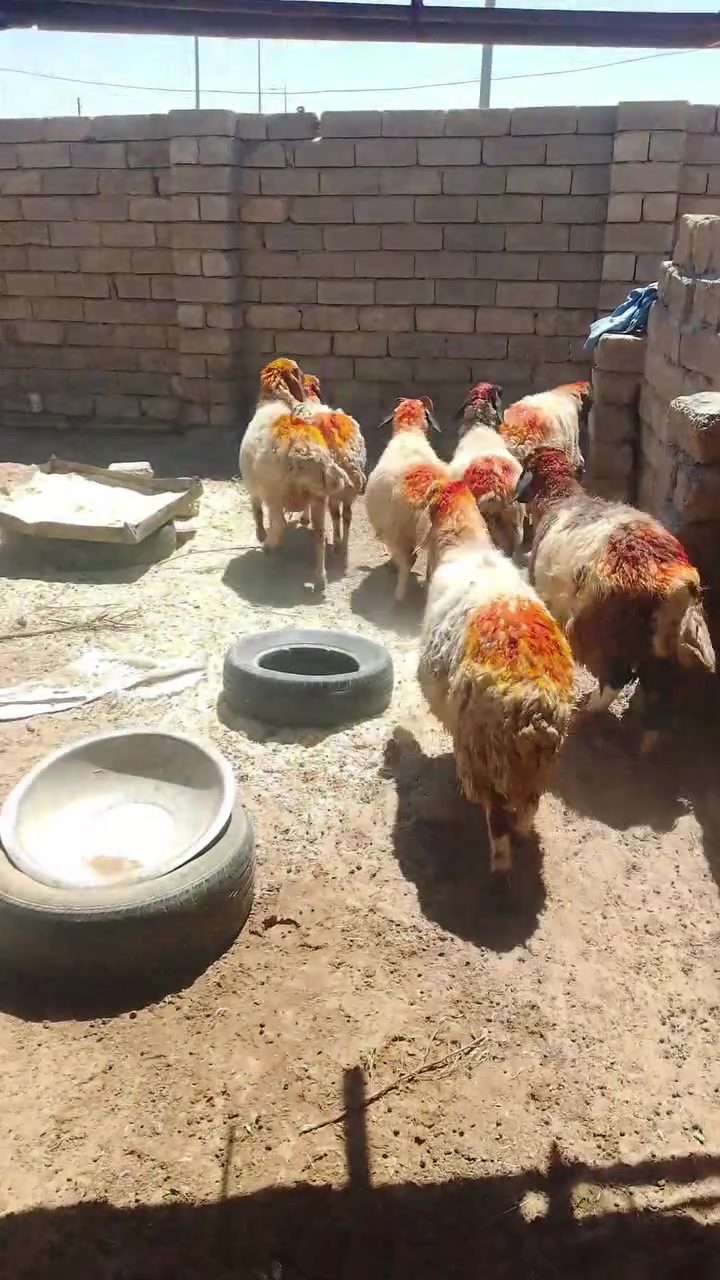 سلام عليكم يوجد غنم العدد 7 غنم فاخره بيها وراجين وبيها عشر مكاني بيجي رقم الهاتف ***********
***********
