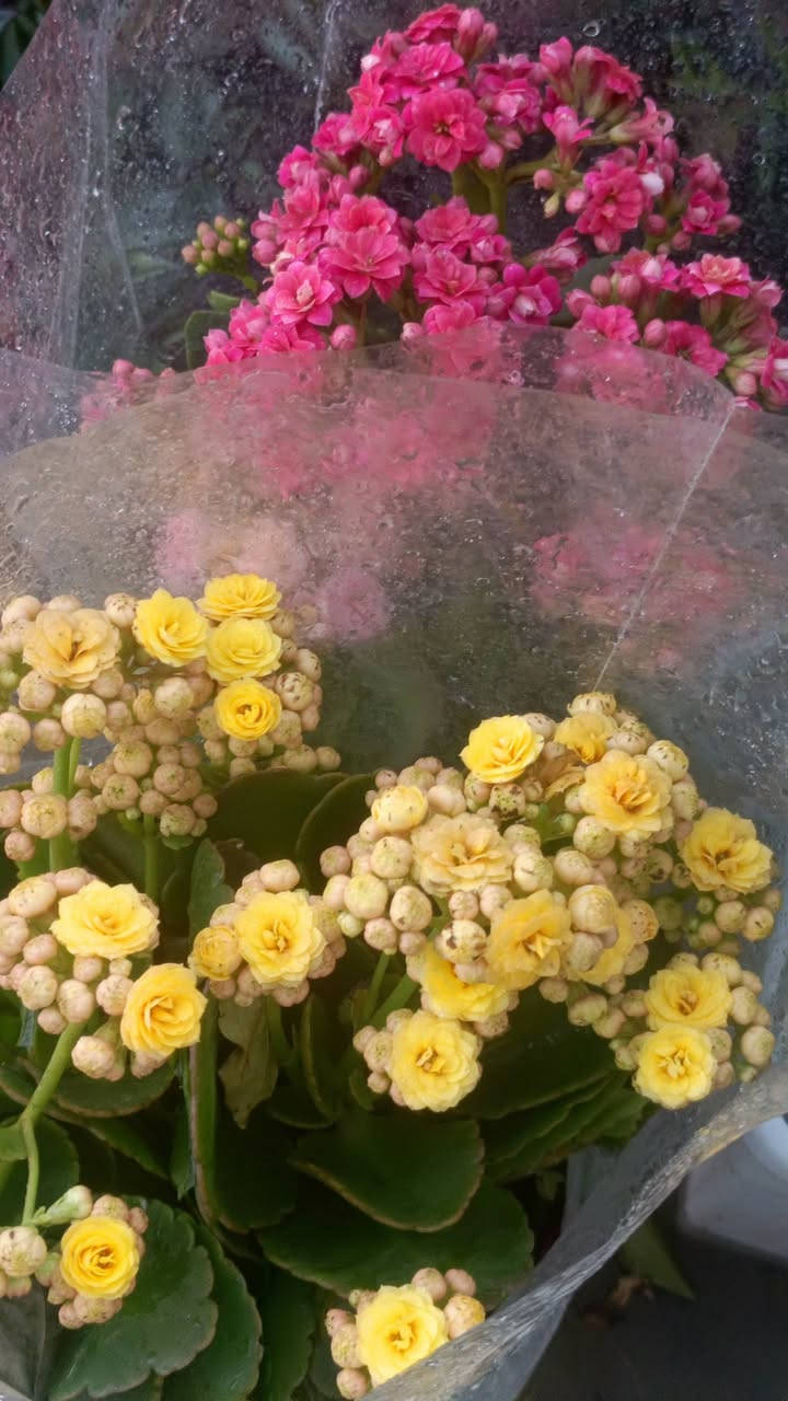 صباح الخير
انواع نباتات متوفر حالين مشتل سماء الكوت 
السعار تنفسيه 
 (◉‿◉) (◉‿◉) (◉‿◉) (. ❛ ᴗ ❛.) (. ❛ ᴗ ❛
العنوان مشتل كوت فلكت الحاوي قرب مجمع دمشق الطبي مقابل مدرسه التعليم الاساسي مشتل سماء الكوت الحجز محسن كاظم


**إذا كنت صاحب هذا الإعلان وتريد حذفه لأي سبب، رجاءا أرسل رسالة إلى الدعم الفني**