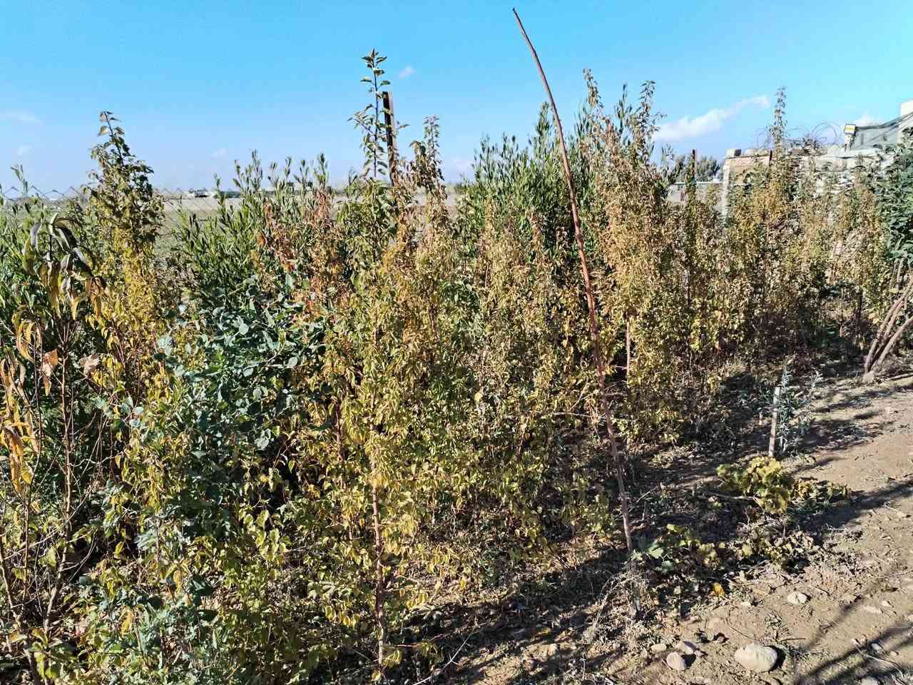 أشجار مشمش لبيع
***********  
  اتصال على هذا الرقم
