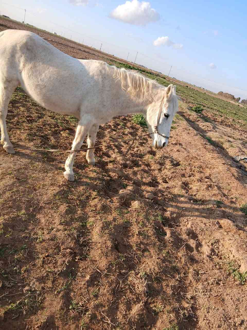 السلام عليكم مكلف بلنشر فرس البيع عربيه العشار 9 شهر شرط المكان جلال البعجيل ***********
