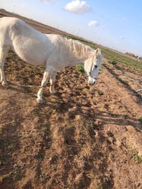 فرس عربية • 9 شهر • جلال البعجيل