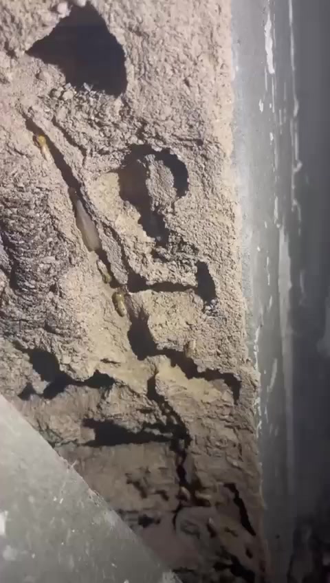 شركة الفَيْحَاءِ لِمُكَافَحَةِحشرات وحشرة الارضه بكشف بجهاز  سونار الاسترالي
ونُقَدِّمُ لَكُمْ خَدَمَاتِنَا لِمُكَافَحَةِ جَمِيعِ أَنْوَاعِ الحَشَرَاتِ وَالقَوَارِضِ، 
 مِثْلَ: ، الصرصر  الماني  وَالبَقِّ الفراش  وَالذُّبَابِ، ، وَغَيْرِهَا، بِأَحْدَثِ التِّقْنِيَّاتِ وَالأَدْوِيَةِ الفَعَّالَةِ، وَبِشَكْلٍ مَضْمُونٍ.
 
المواد المستخدمه في العمل مرخصه من الوزارة الصحه
مكتب مجاز رسميأ

نُقَدِّمُ خَدَمَاتِنَا إِلَى:
بعمل منظومه  الارضه

ونعمل تحصين المنازل الجديدة

المُجَمَّعَاتِ السَّكَنِيَّةِ

المُسْتَشْفَيَاتِ وَالمَرَاكِزِ الطِّبِّيَّةِ

الفَنَادِقِ

المَوَاقِعِ النَّفْطِيَّةِ

وَالمَنَازِلِ

وَالمَزَارِعِ

مع ضمان 5سنوات

تَوَاصَلْ مَعَنَا عَلَى وَاتْسَاب، أَوِ اتَّصِلْ بِنَا عَبْرَ الرَّقْمِ التَّالِي:

📍زورونا في موقعنا
 في البصرة القبله شارع العام موجاور موثلجات سبونج بوب او الاتصال او  واساب على الرقم ***********
