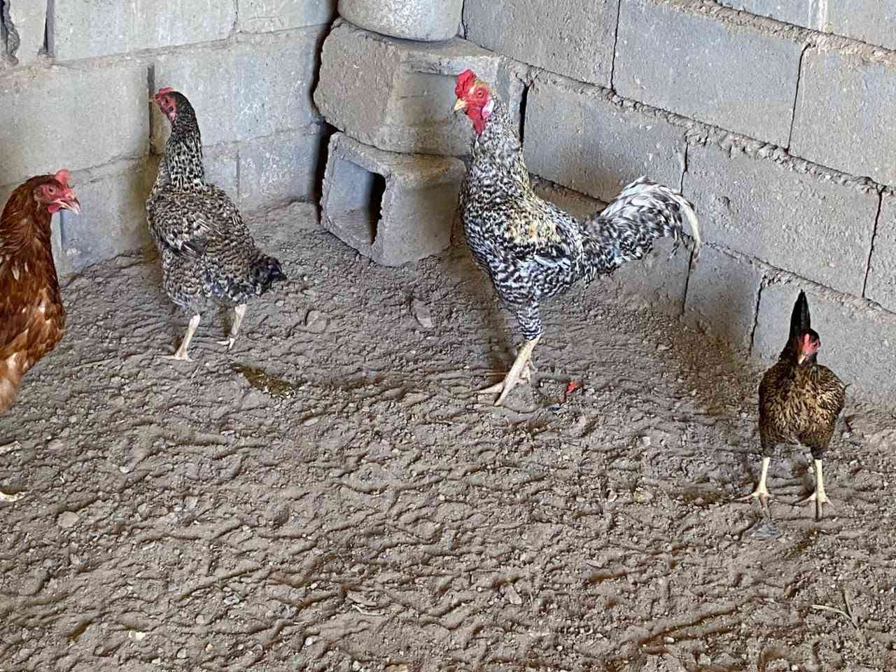 دجاجات هراتي2 وحده عدها افراخ  عدد 3 للبيع وديج هراتي ودجاجه عرب و ***********
