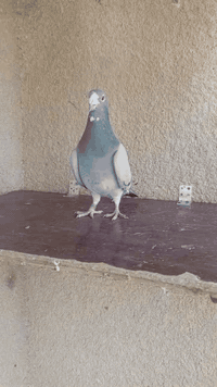 السلام عليكم متاح تك فحل قلمين مريش رابطته 2023 واضح بل تصوير مكاني بغداد حي ؤر ام الكبر والغزلان وهذا رقمي ***********
