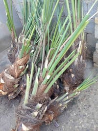 موجود النخلات بلاش بس فلوس شلاع  07811731337