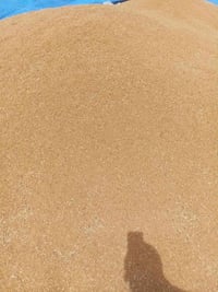 بذور حنطه • جيل ثاني • واسط