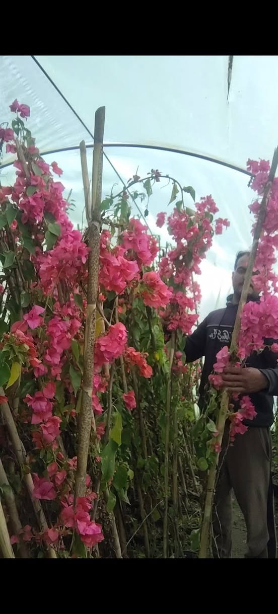 البيزيا خشنه و وسط العلو متر او نص وفوك

عنب اصناف شلاع كميات قمرية كامله حجم كبير

كاربس درجة أولى خشن سندان وجيس

جهنمي خشن ووسط

رمان يمني و مصري و اندر فول أمريكي كميات كبيرة

للتواصل والاستفسار ***********
***********
