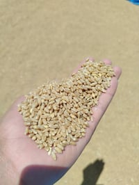 بذور حنطة • ايطالي • مغلف