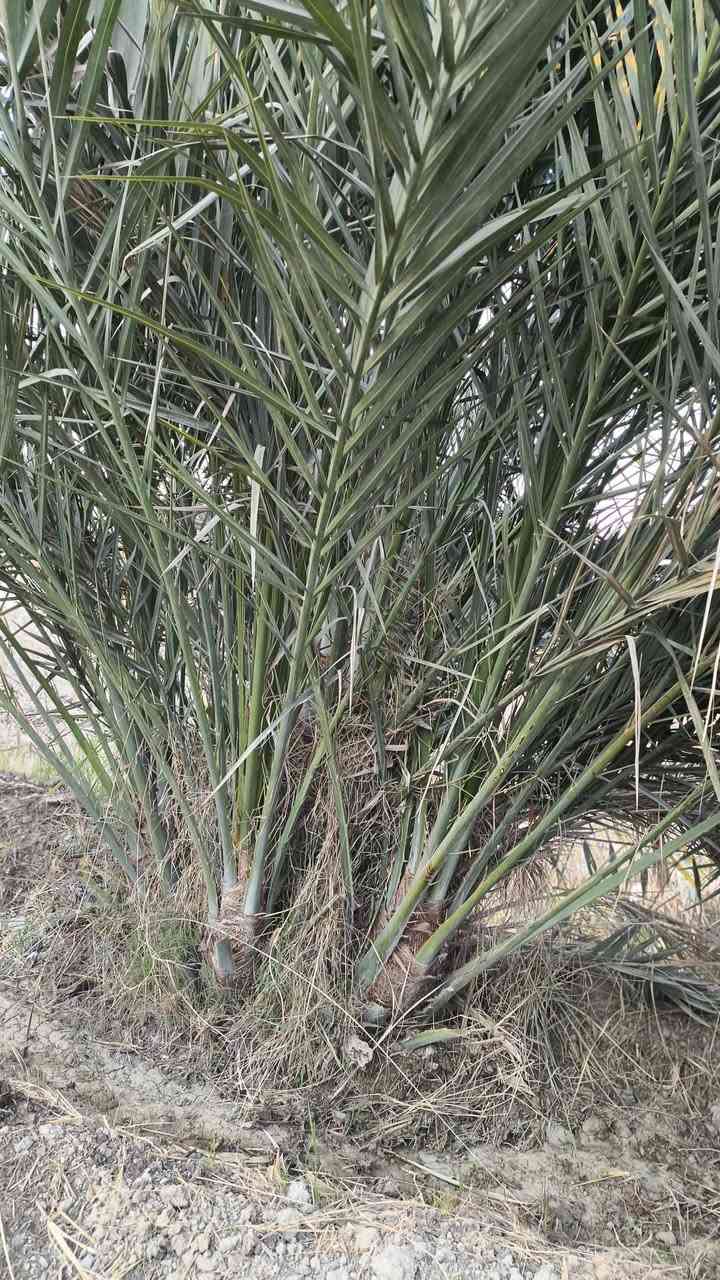 يتوفر فسائل مجهول للبيع في البصره قضاء المدينه منطقة خميسه سعر175
***********
