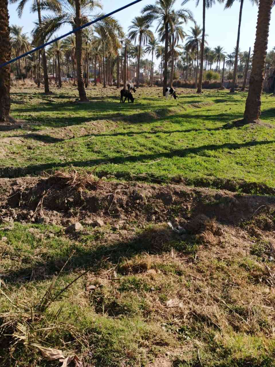 سلام عليكم بيت للبيع تبلغ مساحاته250 متر مع ارض اربع دوانم ونص المكان كربلاء طويريج البيت ع شارع متوفره جميع الخدمات وبيه ثلاث حدائق سعر 460وبي مجال


**إذا كنت صاحب هذا الإعلان وتريد حذفه لأي سبب، رجاءا أرسل رسالة إلى الدعم الفني**