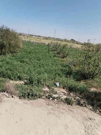 السنيه الساده الرحمان • طابو سند ٢٥ • بيت ٢٠٠م