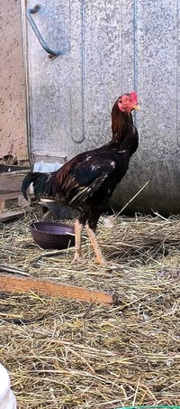 ديك هراتي • ديك بالوني • ديك اسود • ديك نقي • طيور للبيع • دواجن