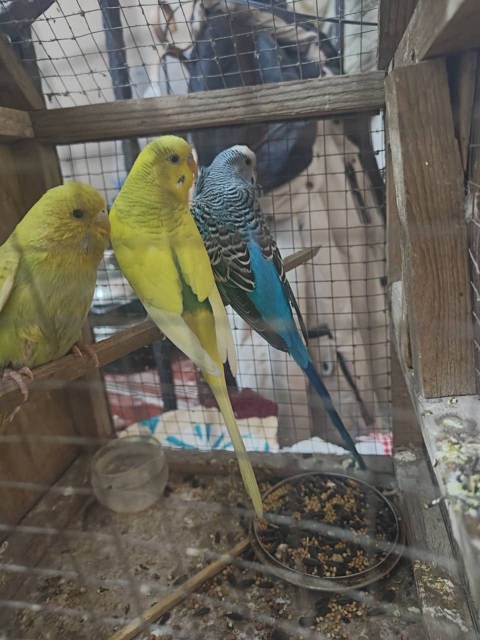 السلام عليكم طيور الحب فحلين وطيره لبيع سعر 20 الف  مكاني بغداد الامين


**إذا كنت صاحب هذا الإعلان وتريد حذفه لأي سبب، رجاءا أرسل رسالة إلى الدعم الفني**