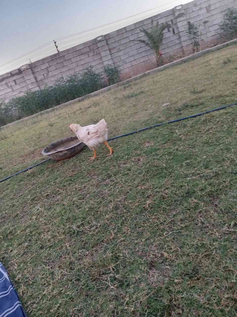 سلام عليكم  عندي دجاجات مصلحه 4 للبيع السعر 25وبيهن مجال.... @إشارة


**إذا كنت صاحب هذا الإعلان وتريد حذفه لأي سبب، رجاءا أرسل رسالة إلى الدعم الفني**