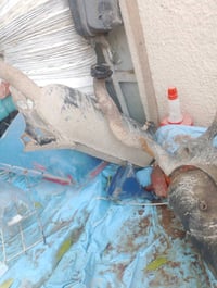 كزوزات يمين • واحد اصلي • واحد تجاري