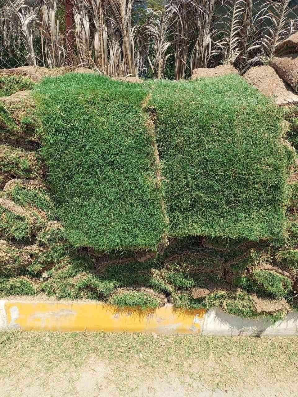 #مشتل_الجمعيه على بركة الله ثيل هندي درجه اولا فول سعر المتر 2000 قطعتين  عرض بس اليوم كميات مفتوحه لو تلحك عل عرض لو لا موقعنه الجمعيه خلف الدفاع المدني للاستفسار ***********.ابو محمد
