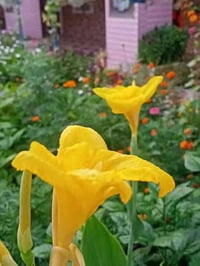 نبات الكنا • ورد الموز • كوفه شارع عبد العال