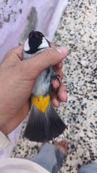 فحل • ستوني • مدينه الصدر