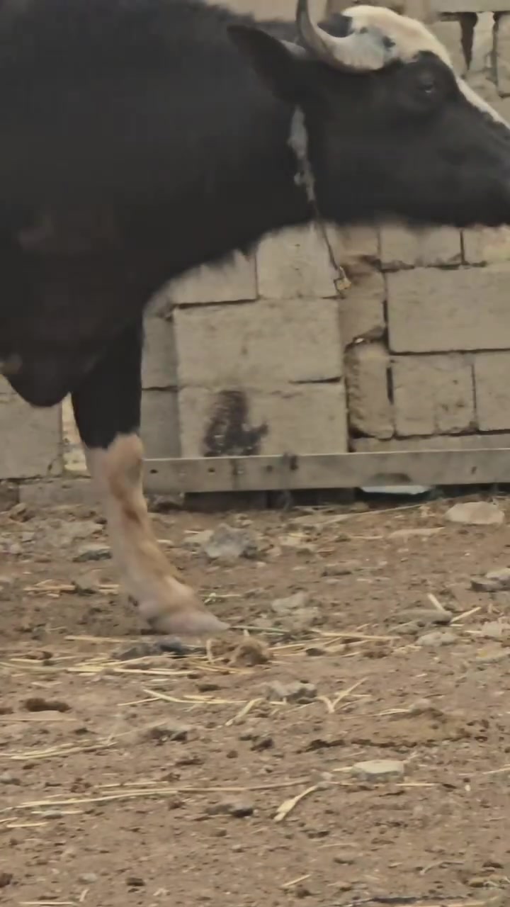 بجر اول بطن فراتي درجه اولى فول مواصفات ماخض ٨ اشهر شرط المكان ميسان تصال ***********☆#***********
