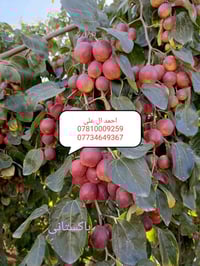 تطعيم السدر • قريه الزبار • كادر كامل