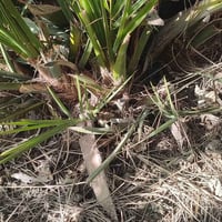 فسائل • برحي • المشخاب الدبينية