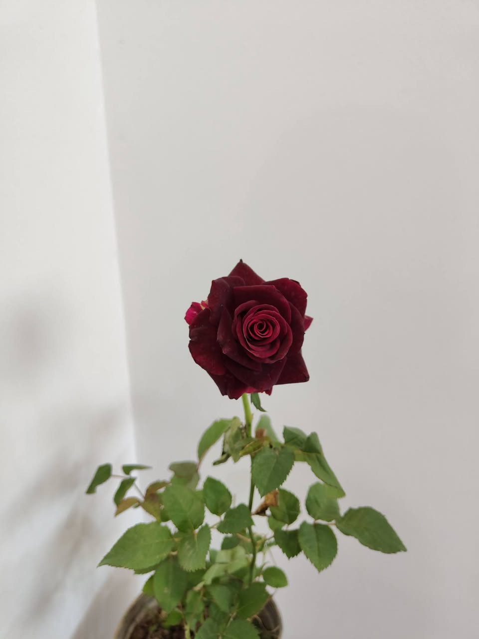 رمضان كريم 

وصول وجبة جديدة من النباتات الظلية والمنزلية 

جميع النباتات بصحة جيدة ومطابقين للصورة

مكاني موصل حي السكر قرب جامع الرحمة 

يوجد توصيل داخل الموصل ولجميع محافظات العراق 

للحجز والطلب مراسلة الصفحة او التواصل على رقم الواتس 

***********

لمعرفة الاسعار علق عالنبتة التعجبك ونردلك السعر 

#برعم_للنباتات_المنزلية
#نباتات_ظلية
