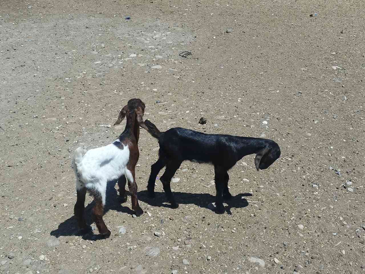 يوجد توم جدي وصخله فغانيه اصليات شرط نصاحه مال جنايه ❤فول نصاحه السعر 225الف لزوج المكان بيجي حي العصري رقم الهاتف ‏‪***********‬‏
