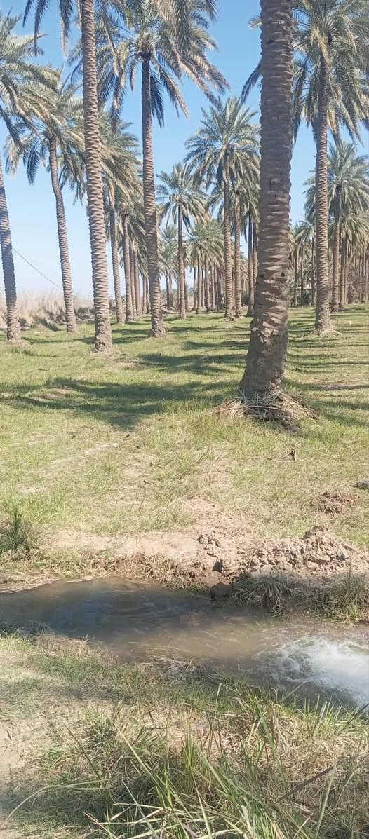 سلام عليكم كاع البيع دونم ونص سند 25تحويل 
بسمك موقع كاع المسيب الجيلاويه خدمات 
بي 50نخل خدمات كهرباء ⚡️ خط مولده مياه 
ساله مياه نهر تبليط يبعد عنه 500متر تصلح دار 
🏠 سكن ومزرعة الاستفسار عل راقم ‭

‭0771 827 6386‬
