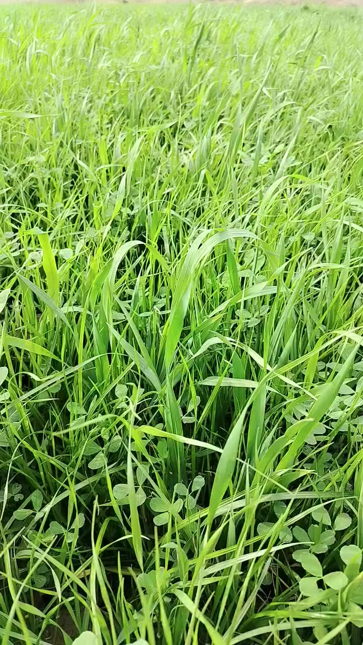 سلام عليكم شروه البيع ٧٠ دونما   وي سفسار تصل عله الرقم***********
