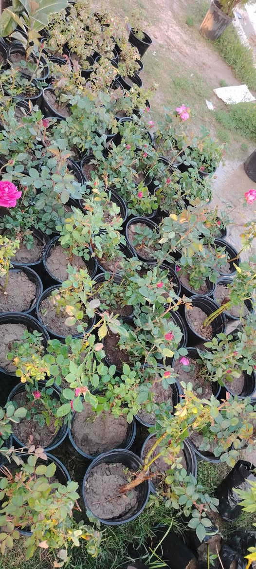 السلام عليكم يتوفر لدينا انواع الورد الجوري والجهنمي وانواع المتسلق المرجان ورد  اشجار ضليه اشجار الفواكه تين ورمان وزيتون وعنب وتفاح وتكي تكي مركبك وتفاح مركب الحمضيات بانواعها عنوان المشتل واسط قضاء الاحرار الحسينيه صف موكب المختار بصف علوان ابو الدهن مقابيل عباس ناصريه متواجد بال مشتل  من الصبح لليل


**إذا كنت صاحب هذا الإعلان وتريد حذفه لأي سبب، رجاءا أرسل رسالة إلى الدعم الفني**