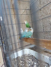 للبيع غندوره 5وطيور حب 2هنه والقفاصه سعر 150///07832349486