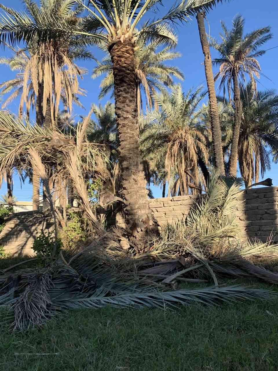 مجاناً مجاناً
متوفر كرب + طراف لمن يرغب يجي يأخذنهم مجاناً كميه خير من الله 
العنوان : النيل / قرية العمار / قرب الخط السريع للمعلومات ***********
