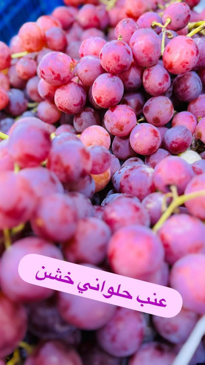 اللهم صلي على محمد وآل محمد
اليوم الخميس مسواك جديد من دكان الخضرجي
🔥🔥🔥🔥🔥21/5/2026
أسعارنا كل يوم بيومة
خيار 🥒 3 بالفين دينار
بصل أصفر 🧅 مشكل 500 دينار
بصل ابيض كرستال  500 دينار
بصل أحمر 750 دينار
طماطه 🍅  500 دينار
بتيتة 🥔 عراقيه درجه اولى 3 بالفين دينار 

أسود 🍆 عراقي درجة اولى 750 دينار
خيار ناعم 🥒🥒🥒عراقي 750 دينار  3 بالفين
خيار عطروزي 500 دينار 
فلفل🫑🫑 بارد 750 دينار 3 بالفين
لهانة بيضاء 🌳500 دينار 
لهانة حمراء 🌳500 دينار
بامية ناعمة درجة اولى 3,000 دينار
شجر 🥗 عراقي فول الف دينار
جزر 🥕🥕 أفريقي فول 1000 دينار
ذرة🌽جاهزة قطعه 1000 دينار
طماطة كرزية  2000 دينار
باقلاء خضرة🥘 مفلسة لايوجد
قرنابيط🌳تركي لايوجد
خس🥬 عراقي فول 1000 دينار
تمر 🌴حلان 1000 دينار
رطب🌴برحي علبة 2000
ركي🍉مصري ك750 دينار 3 بالفين
بطيخ🍈 عسل🍯ك1000 دينار 

فطر 🍄علبة 2500 

زنجبيل 🫚طازج فول 6000 

#قائمة_أسعار_الفواكه
موز🍌افريقي حلو 2000 دينار
كرز 🍒 أفريقي 5,000
كوجة 🫒 خضرا عراقية فريش نص كيلو 2000 دينار
[  ] سندي 🍋‍🟩 ق 1000 دينار
كيوي🥝عادي 1500 دينار
تفاح احمر🍎كالة حلو 1000 دينار
تفاح أصفر🍏عسلي 1000 دينار 

برتقال🍊أفريقي الف وربع دينار
لالنكي 🍊افريقي 2000دينار
ليمون🍋أفريقي كلاص وان 3000 دينار
تفاح🍏سكري اثيوبي 2,500 دينار
خوخ🥭صوفي تركي  1500 دينار
مشمش🍑 تركي نص كيلو 1500 دينار 
عرموط🍐عسلي 3000 دينار 

كرز 🍒 ايراني /لايوجد
فراولة 🍓طازجه 2000 

سفرجل 🫐 نص 3000 دينار
منكة يمنية عسليه 2000
#افوكادو🥑لبناني 5000
عنب أسود 🍇 نص كيلو 2500 دينار
عنب أحمر ك 3000 دينار
آلو كيلو 3000 دينار
جوز الهند ق 1000 دينار

#دكان الخضرجي #تميز ومصداقية #توزن بيدك ثم حاسب بضاعة بلا منافس رقم واحد لأصحاب الذوق 

#للحجز والاستفسار  ***********
          ***********
خدمة التوصيل مجانآ
دكان الخضرجي عالم النظافة والترتيب
