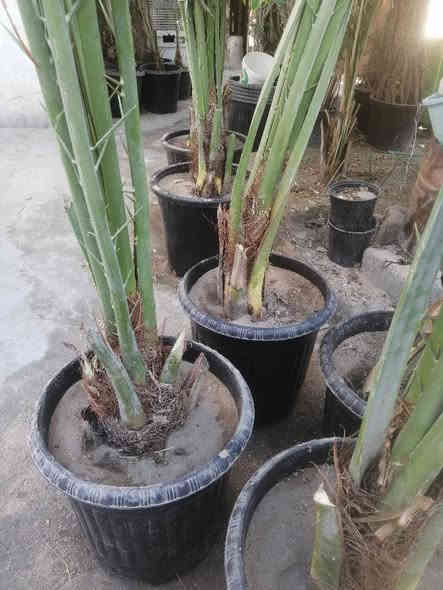 فسائل برحي وأنواع مجذرة للبيع بصرة أبي الخصيب *********** البصرة
