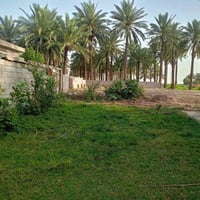 العزيزية واسط • ١١ دونم • طابو زراعي