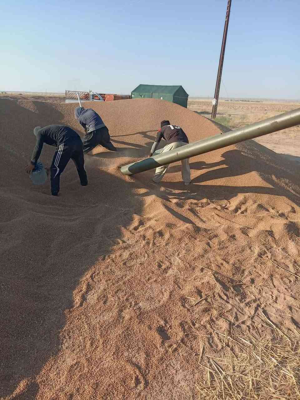 برينة تحميل حنطة وشعير وكافة الحبوب سعر الطن 4000 دينار ويه عماله نعمل بالمناطق التالية:

حمرين
العيث
الرمث
الحدادية
تل كصيبة
الناعمة
الجلام
الدور
العلم
الخزيفي
المعيبدي
جزيرة تكريت

اتصل
***********
***********
بأدارة
ابو مرام
