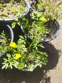 ورد دايم • ضلي • الخالص