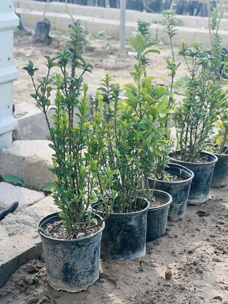 السلام عليكم وصول وجبة أشجار مختلفة باحجام عاليه وسعر مناسب. ويتوفر. لدينا ثيل هندي وبسعر مناسب. مستعدون تجهيز الحدائق العامه والمنزلية من متر إلى ألف متر

#العنوان#جنوب الموصل قرب مول الشاهين
#مشتل_الخضر #مجاور #خدمات #الخضر


**إذا كنت صاحب هذا الإعلان وتريد حذفه لأي سبب، رجاءا أرسل رسالة إلى الدعم الفني**