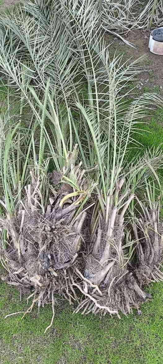 السلام عليكم
للبيع فسايل نخل مكتوم اخو الخضراوي مضمونات 100٪ 
من بستاني
حجم الكبير 10 آلاف
حجم صغير 5 آلاف 
من يرغب بل شراء يتصل على الرقم *********** تحياتي
